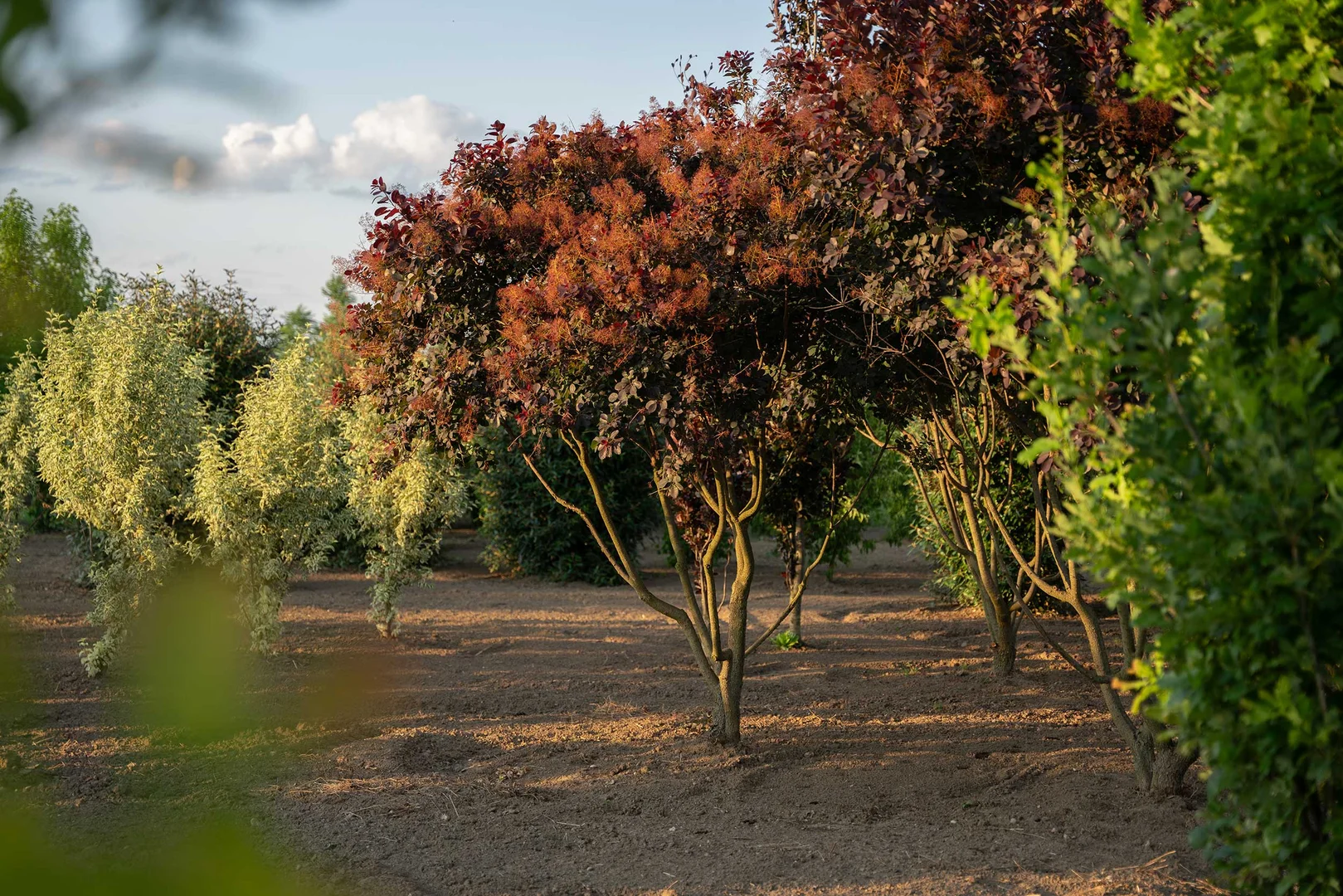 Praskac-Growing-Art_Cotinus.coggygria